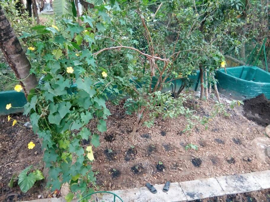 Bhitey Homestay Simantapally / Shantiniketan 외부 사진